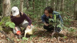 Des vers de terre nuisibles pour nos forêts;