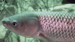 Comment fait-on pour savoir s'il y a une espèce invasive, comme la carpe asiatique, dans un cours d'eau?