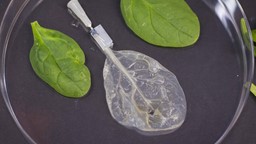 Réparer un coeur malade avec des feuilles d'épinards dans lesquelles circule du sang.