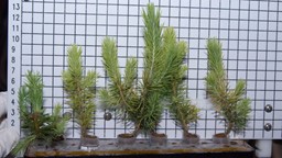 Les plantes peuvent-elles vraiment absorber les polluants intérieurs?