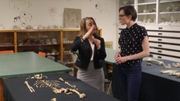 Expliquer l'origine de la bipédie grâce aux os d'australopithèques