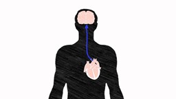 Comprendre pourquoi le coeur des hommes ne fonctionne pas comme celui des femmes