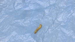 Une chenille mangeuse de plastique