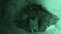 Freiner la maladie de Lyme en traitant les souris