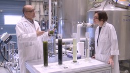 Lutter contre l'effet de serre grâce à des algues qui dévorent le CO2 produit par les usines