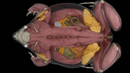 Une banque en ligne de scans 3D de vertébrés