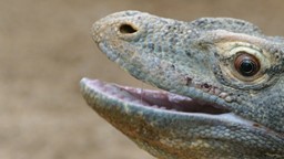 Du sang de dragon pour vaincre les bactéries résistantes aux antibiotiques