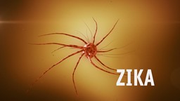 Zika : une arme thérapeutique contre le cancer du cerveau?