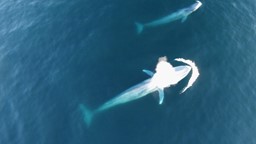 Observer les baleines avec des drones