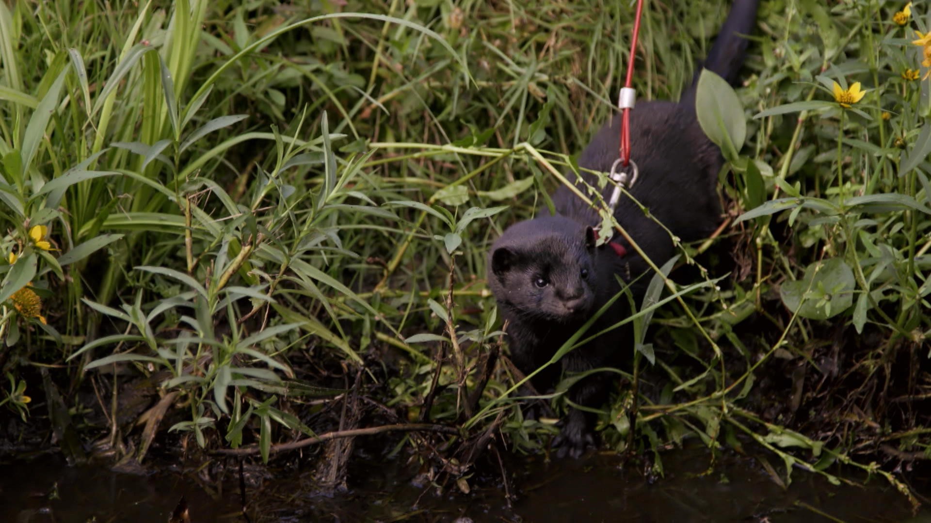 Vison 100 Animal Zone Vidéo Télé Québec