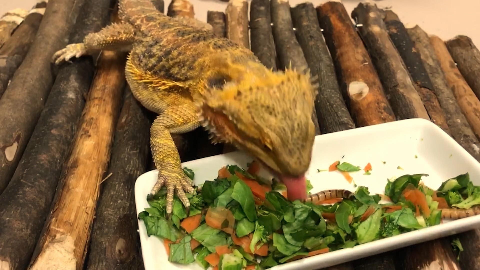 Ce Que J Aime Chez Toi Saison 4 Le dragon barbu